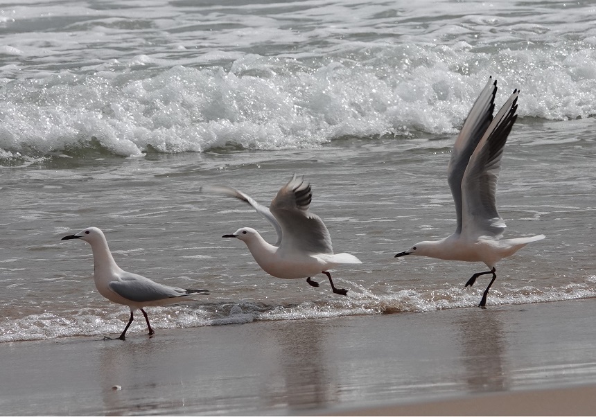 Gaviota picofina, en la Albufera de Valencia. Foto: MA Gómez-Serrano.